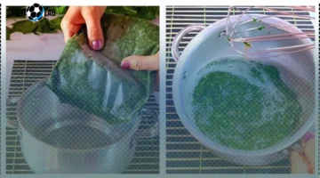 كيف تصنع الملوخية المجمدة بسهولة في المنزل؟